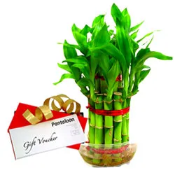 Attractive Bamboo Plant and Pantaloons Gift Voucher