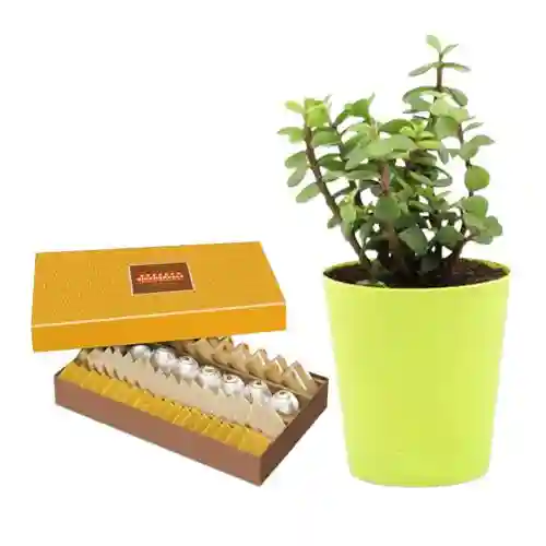 Combo of Prosperity - Golden Star Mix Mithai with Jade Plant
