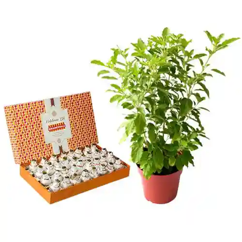 Dews of Joy - Bikanervala Kaju Kalash with a Tulsi Plant