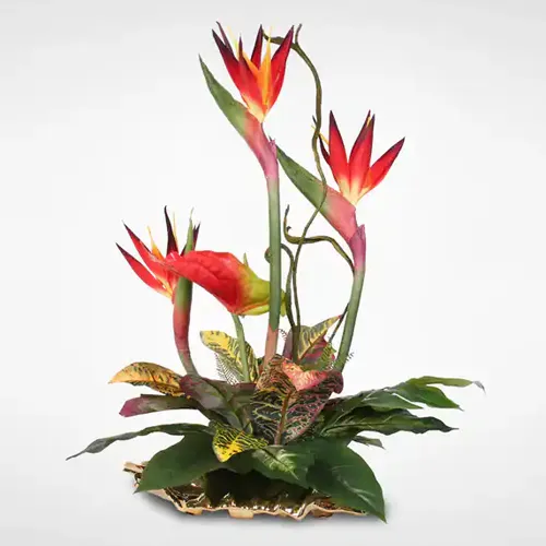 Order Birds of Paradise N Anthuriums Arrangement Online