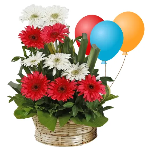 Send Mixed Gerberas Bouquet with Balloons Online