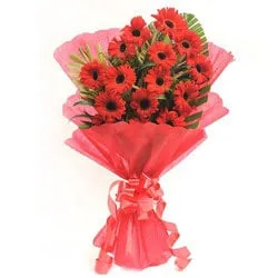 Send Bunch of Red Gerberas Online