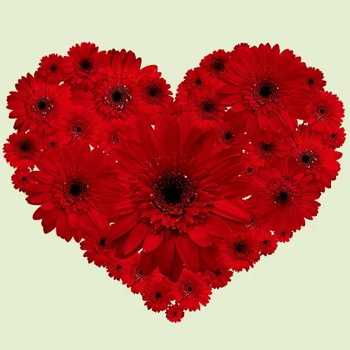 Shop Online Red Gerberas in Heart Shape Arrangement