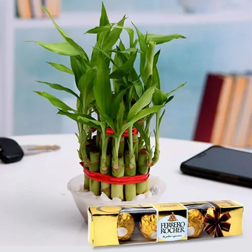 Deliver 2 Tier Bamboo Plant with Ferrero Rocher Chocolates