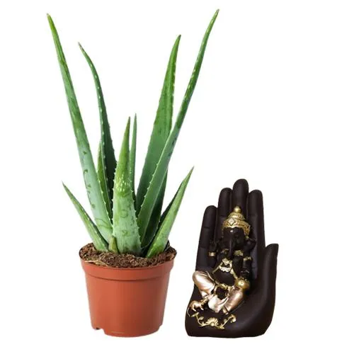 Glow Up Green Aloe Vera with Ganesh Duo