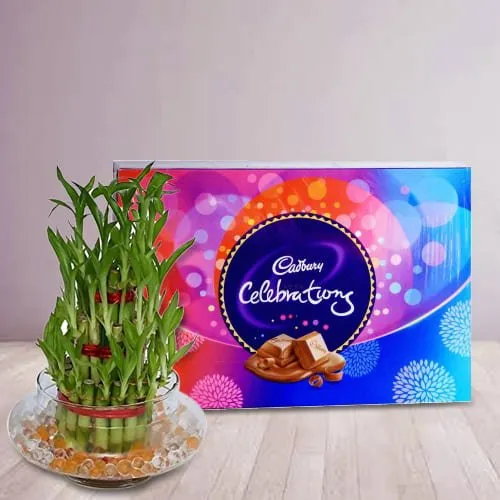 Shop for 2 Tier Lucky Bamboo Plant with Cadbury Celebrations Pack
