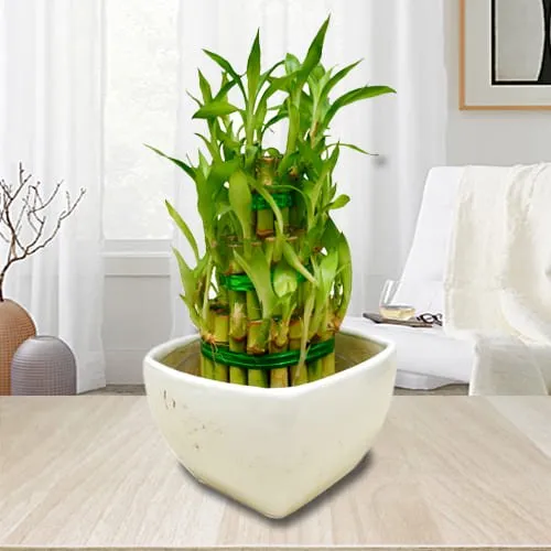 Good Fortune 3 Layer Bamboo Plant in Ceramic Pot