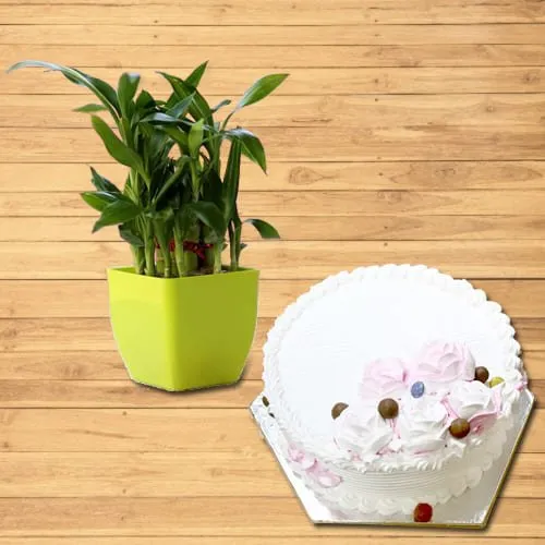 Send 2 Tier Lucky Bamboo Plant with Vanilla Cake