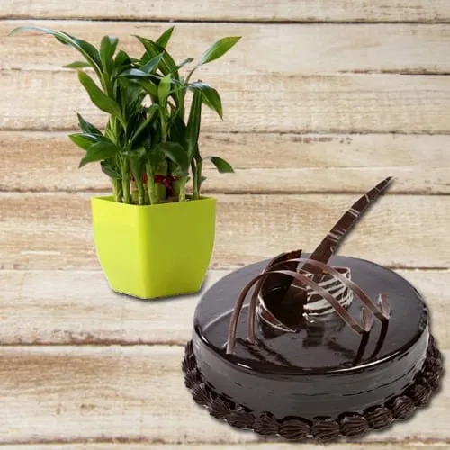 Send 2 Tier Lucky Bamboo Plant with Chocolate Truffle Cake