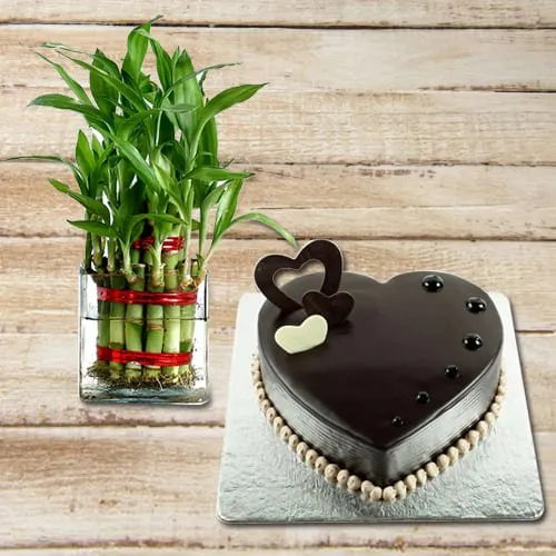 Deliver 2 Tier Lucky Bamboo Plant with Heart Shaped Chocolate Cake