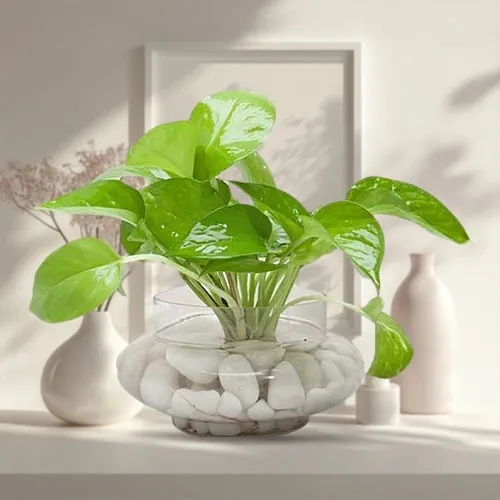 Send Money Plant in Glass Vase