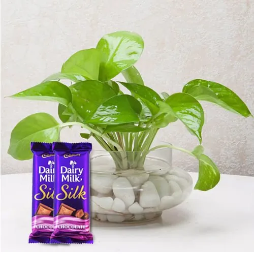 Captivating Selection of Money Plant with Cadbury Dairy Milk Silk