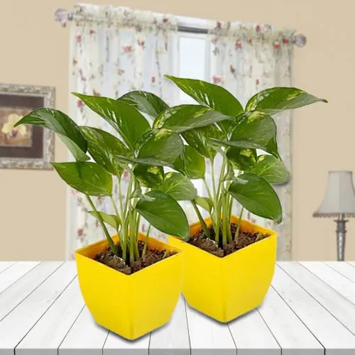 Auspicious Money Plant Duel Set in Attractive Plastic Pots