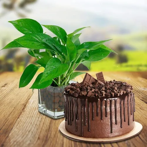 Order Money Plant in Glass Pot with Chocolate Cake