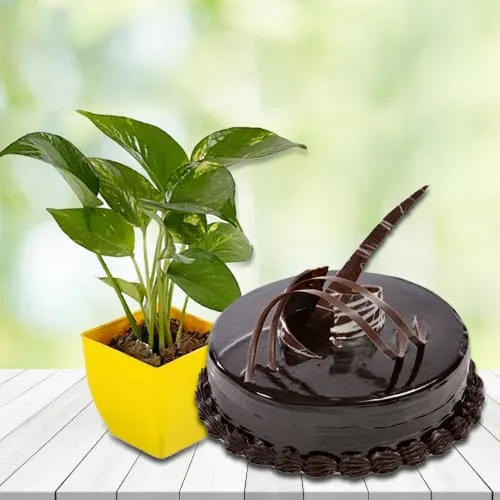 Send Money Plant in Plastic Pot with Chocolate Truffle Cake