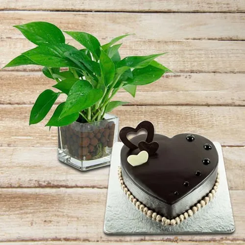 Send Money Plant in Glass Pot with Chocolate Cake