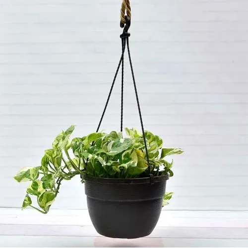 Classic Home Decor Gift of Hanging Money Plant