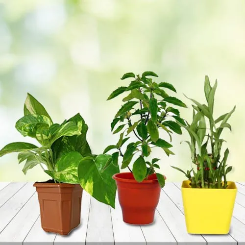 Send Set of House Plants in Plastic Pots