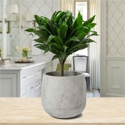 Deliver Dracaena Compacta Indoor Plant in Ceramic Pot
