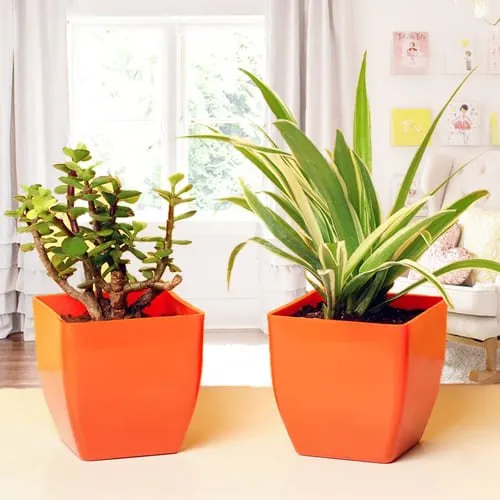 Buy Combo of Jade Plant and Spider Plant in Plastic Pots