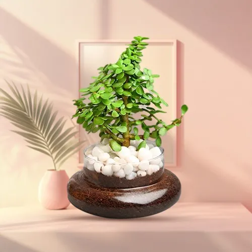 Send Jade Plant in Glass Pot